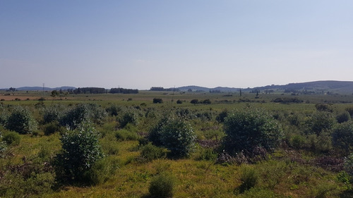 Venta Chacra Forestada -ref:4301