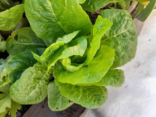 Lechuga Gallega Semillas De Mi Huerta A Tu Huerta