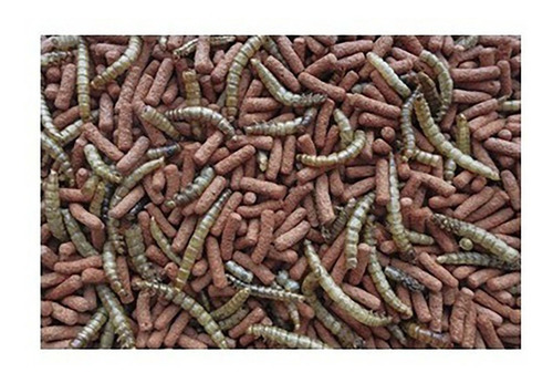 Imagen 4 de 10 de Alimento Erizo Completo Tenebrios Importado Tropifit 700 Gr