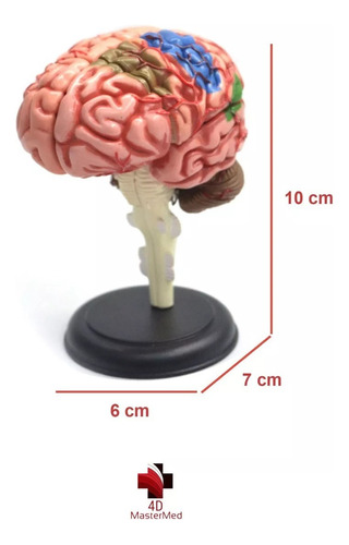 Anatomia Do Corpo Humano - Cérebro  4d Master Med