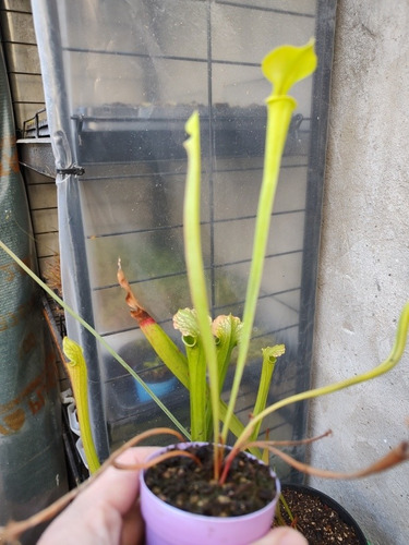Sarracenia Leucophylla Envió A Todo El Pais !! 