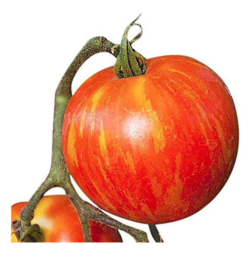Mr. Stripey Tomato Seeds - Tomate Grande - Uno De Los Tomate