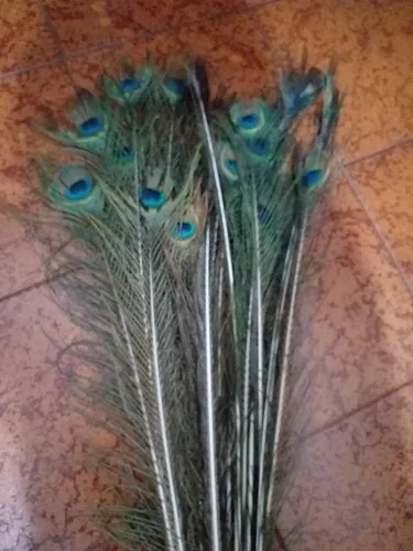 Plumas Negras Tornasoladas Brillantes X Pack