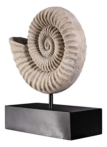 Diseño Toscano Amonite Fosil Escultura Museo Monte