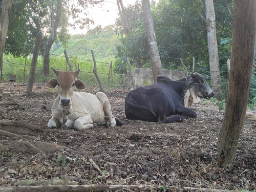 Global Vende Finca De 28 Hectáreas En Urb. Tocuyito Sector La Yaguara (vía Campo Carabobo)