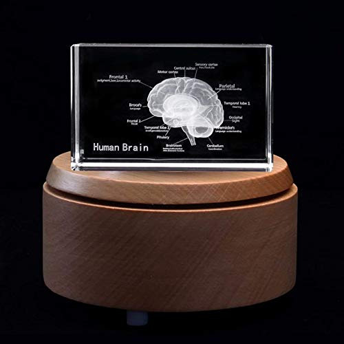 Cubo Cristal Con Modelo Anatómico De Cerebro 3d (grabado