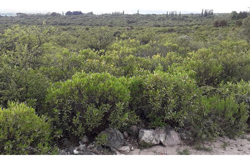 Venta De Campo - Rodeo De Piedra Traslasierras, !!