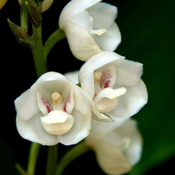 Orquidea Peristeria Elata Pomba Da Paz Planta Rara