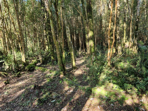 Lindo Terreno En Chiloe