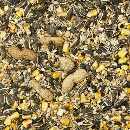 Imagen 2 de 4 de Alimento Supreme Loros Kaytee Americano 2,27 Kg 5 Lb