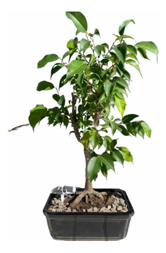 Bonsai De Ficus Variedad Natasha