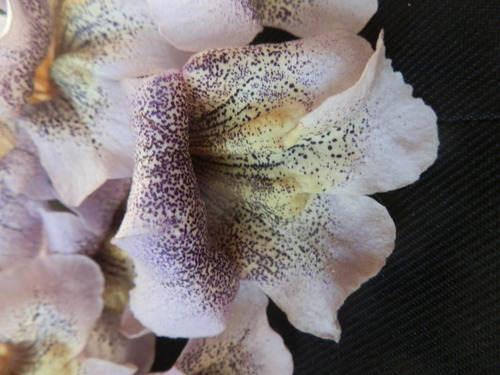 Imagem 5 de 7 de 300 Sementes Frescas Kiri Paulownia Tomentosa Princess Tree