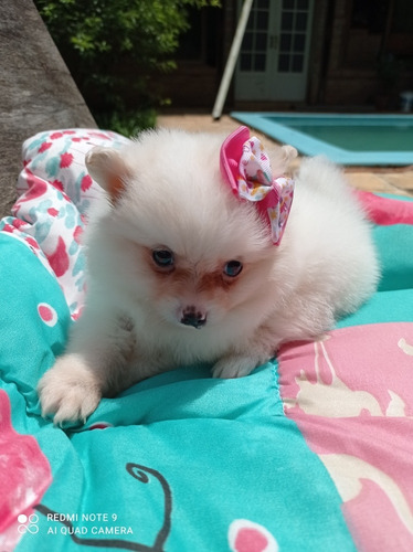 Filhote De Lulu Fêmea Com Pedigree AtestadoVeterinário