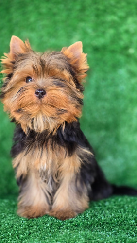 Yorkshire Filhote Fêmea Com Pedigree Cbkc-fci Azul Aço E Castanho