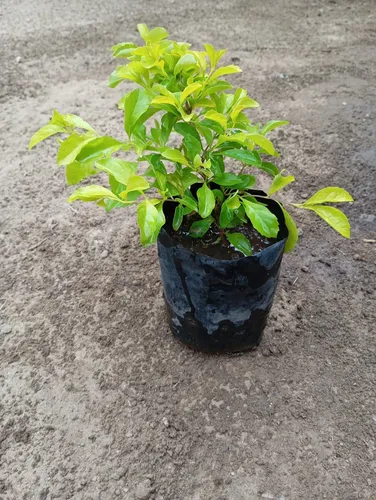 Plantas De Garbancillo