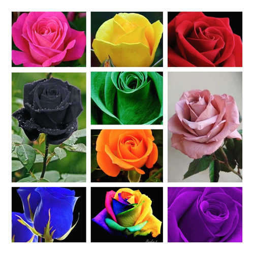 Mega Oferta!!, 100 Semillas De Rosas Colores Mix Aromáticas.