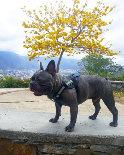 Imagen 4 de 5 de Bulldog Frances Blue Brindle Para Servicio De Montas