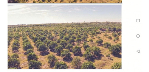 Espectacular Campo Con Plantaciones De Citrus