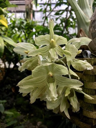 Dos Orquideas Clowesia