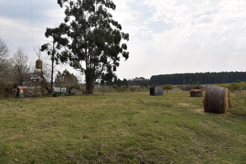 Imagen 7 de 16 de Campo De 49 Has. En La Criolla