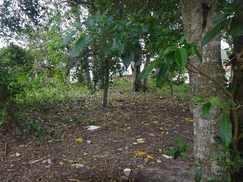 Imagem 7 de 10 de Excelente Terreno Na Cachoeira Do Bom Jesus Com Viabilidade Para Loteamento E Condomínio - V-3037