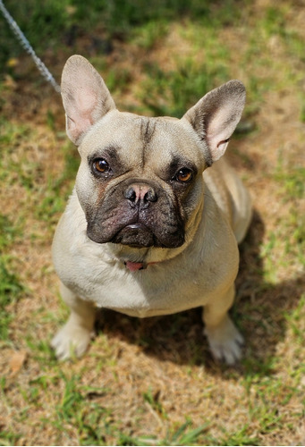 Macho Bulldog Frances Calidad Pedigree Internacional