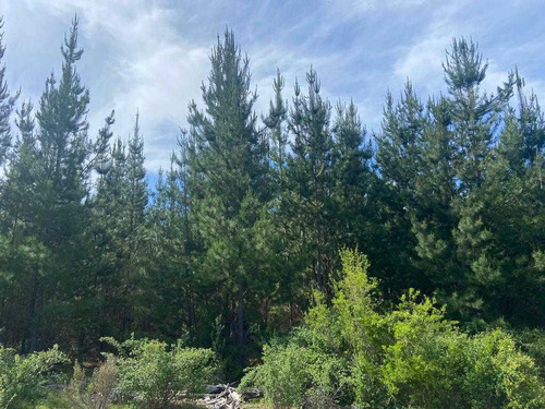 Bosque Con Manejo Cauquenes Inversión (63196)
