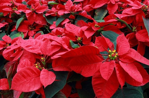 100 Sementes De Flor De Natal