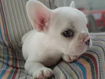 Comprar Cachorro Bulldog Francés