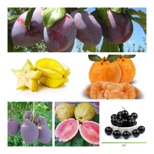 Frutíferas ( 6 Mudas )