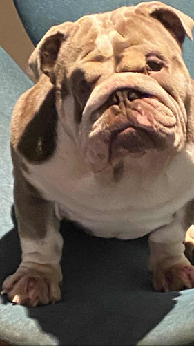 Servicio De Stud Bulldog Inglés Exóticos Lilac Importados