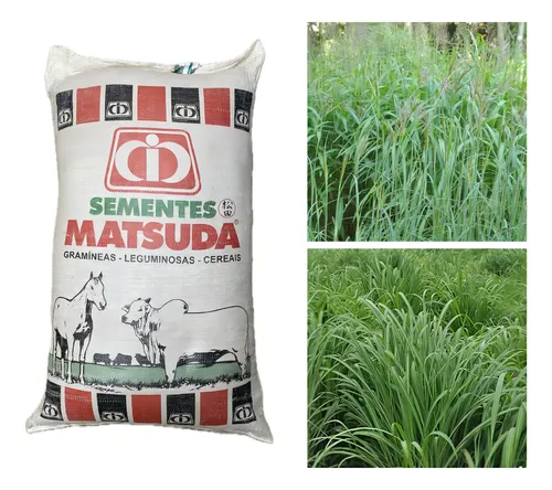 Hierba Andropogon Gayanus Matsuda, 20 kg de semillas