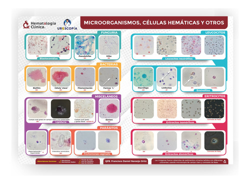 Póster Microorganismos, Células Hemáticas Y Otros 