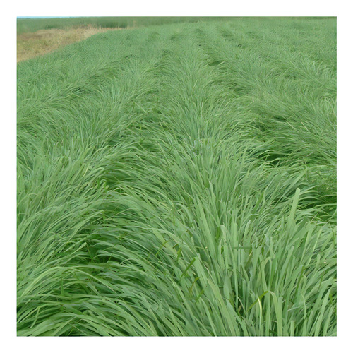 Capim Aruana Panicum Maximum 4kg Sementes