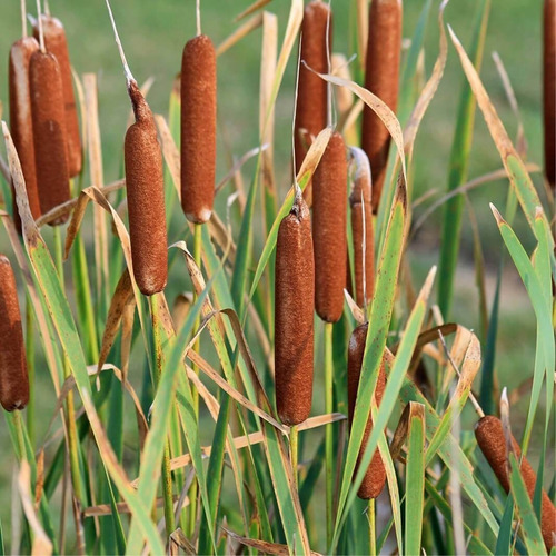 50 Semillas De Typha Latifolia - Junco O Bayon Codigo 593