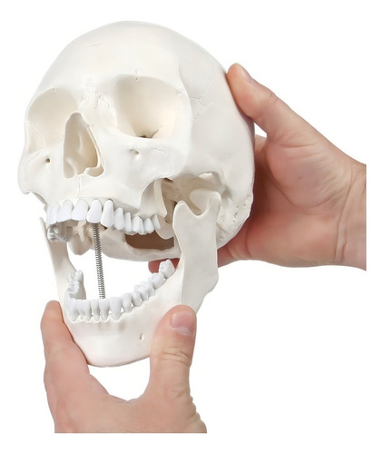Yi Modelo De Calavera 1:1 Cabeza Cráneo Humano Anatomía