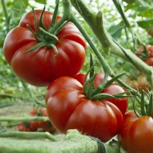 Semillas De Tomate Marmande Grande - Exquisito!