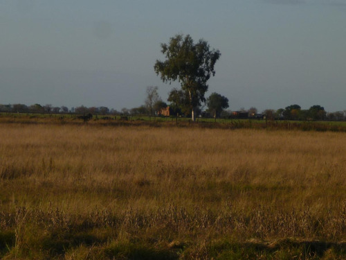 Imagen 2 de 6 de Campo - Bella Italia