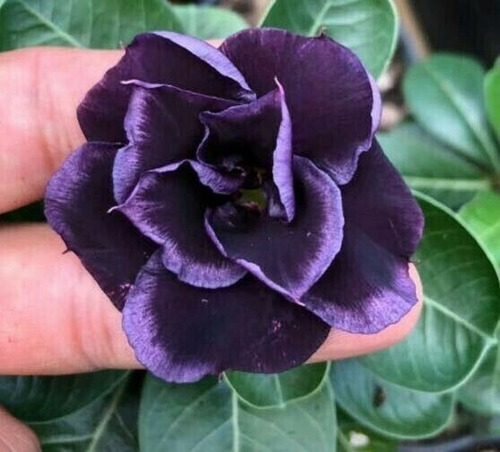  Rosa Del Desierto Adenium Violeta