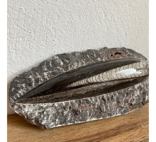 1 Belemnite Orthocera Pieza De Colección Natural Fosil