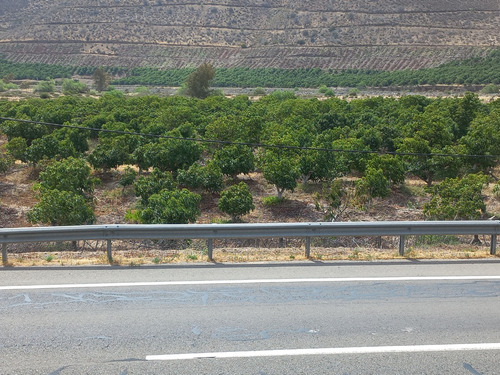 Parcela Agrícola En Produccion De Paltos. Con Agua Abundante