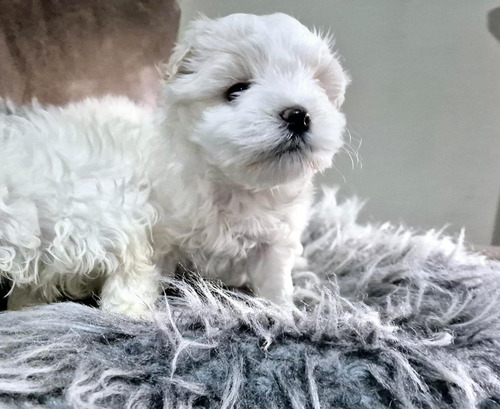 Bichón Maltés Macho: Compañero Ideal Para Tu Hogar Blanco