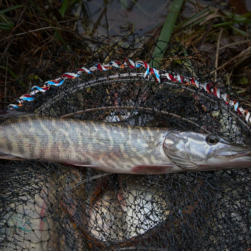2 Trampas Plegables Para Langostas, Cangrejos Y Peces