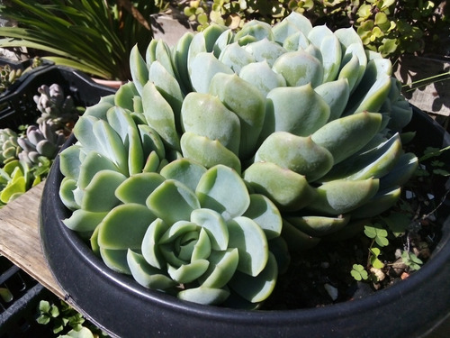 Imagen 8 de 9 de Echeveria Elegans Rosa De Alabastro - Colonia Adulta 8p