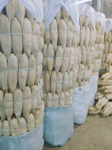 Semilla De Maiz Variedad 535 Elotero Y Grano Para Temporal