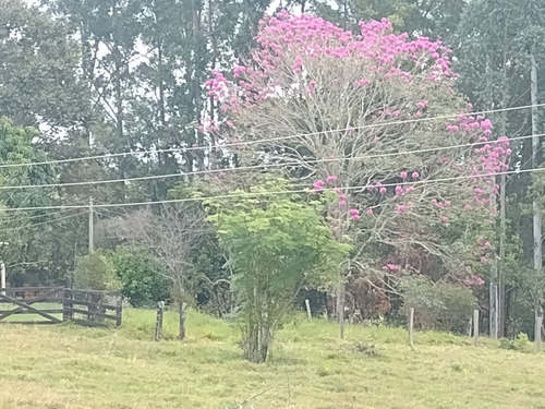 Imagem 13 de 30 de Chácara 4,5 Alqueires Casa Simples E Boa,poço Caipira Agua Cristalina,corrego No Fundo,fácil Acesso 800mts Do Asfalto,ótimo Pasto,27 Kms Itapetininga - Ch00081 - 69505662