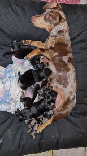 Ultima Cachorra Salchicha Hembra Disponible!!!!
