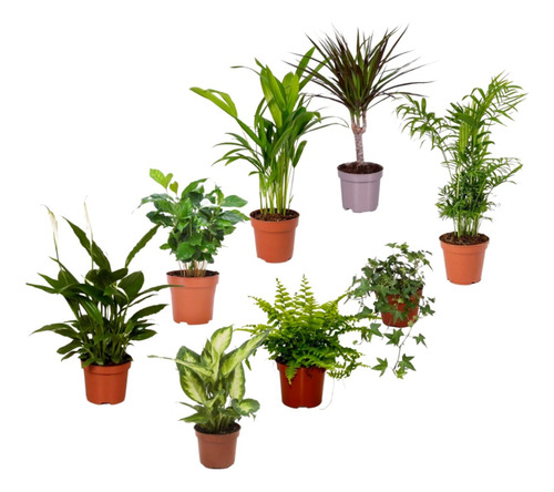 Canchalagua Para Que Sirve Planta