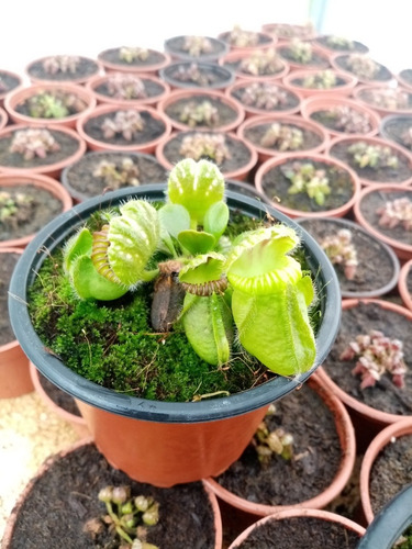 Imagen 2 de 4 de Plantas Carnivoras Cephalotus Follicularis 4 Años