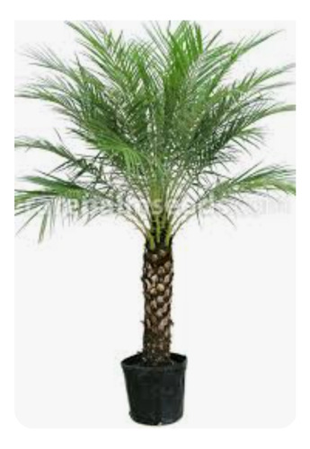 Palmera Enana  Foenix Roebelenii Semillas X 10